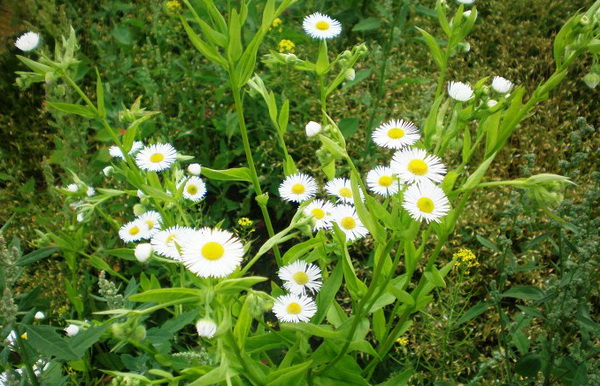 ErigeronAnnuus001.jpg