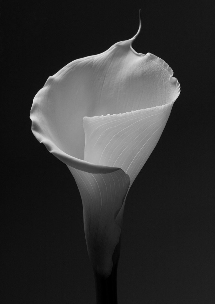 Calla_Lily,_1983.jpg